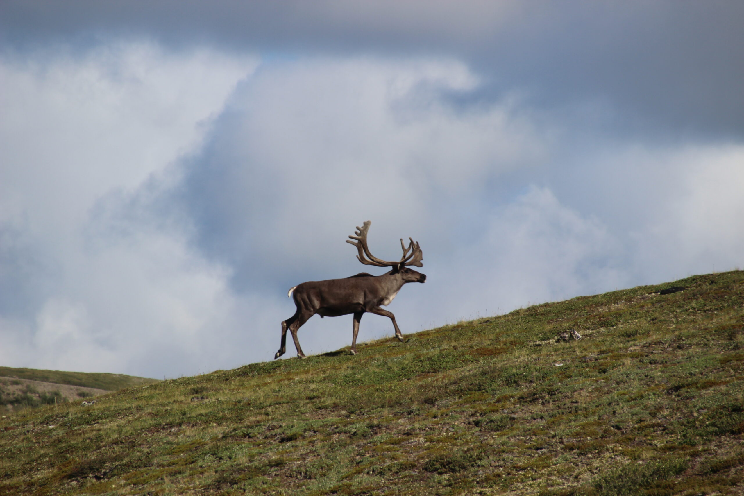 Caribou_Yukon2_2017