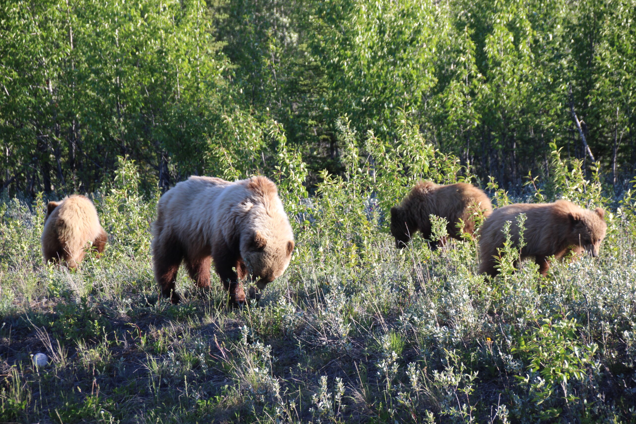 GrizzlyBearFamily_Yukon_2018